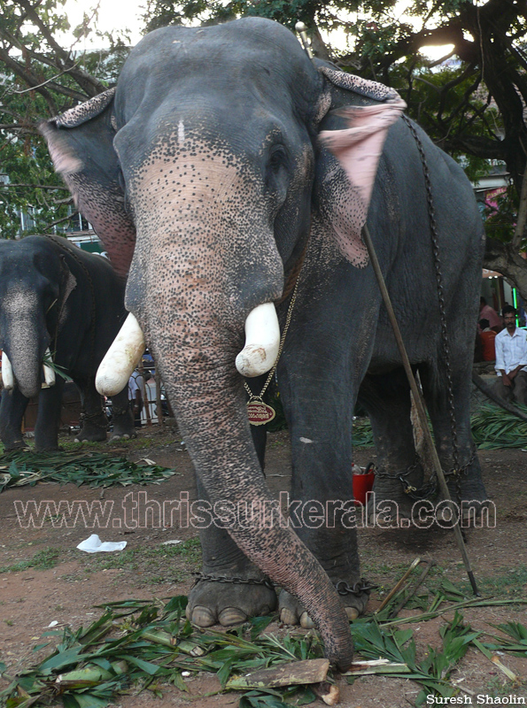 thrissur-pooram-2011- (12)